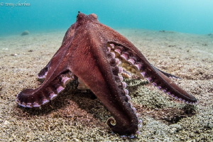 A small Coconut Octopus trying to look big for the camera :) by Tony Cherbas 